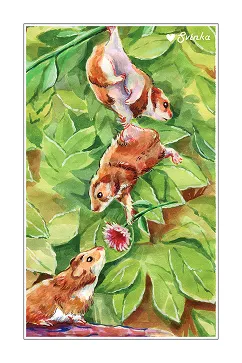 postcard